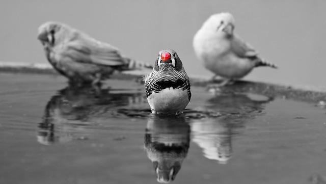 three finches in a row