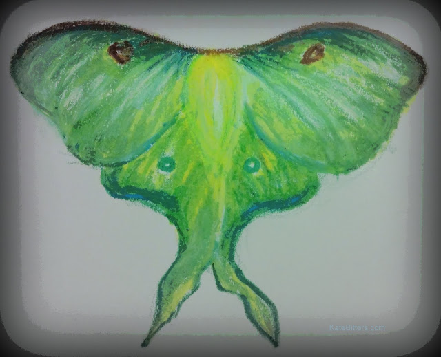 green luna moth drawing