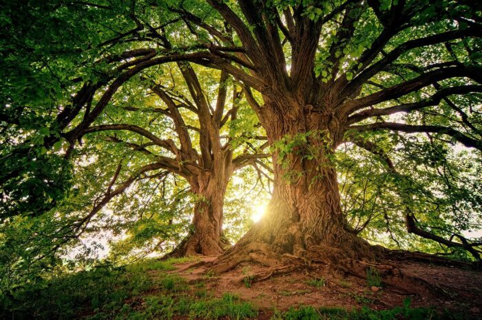 Two large trees with sun in background