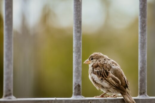 Sparrow and bars