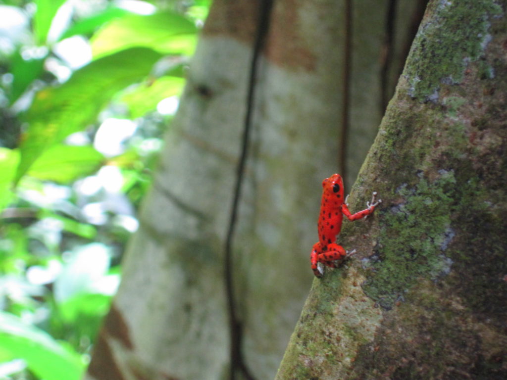 Red Frogs in Bastimentos Bocas del Toro