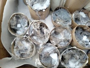 TP tubes filled with dryer lint and wax