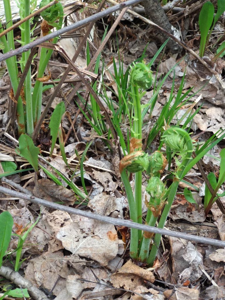 Ostrich fiddlehead ferns