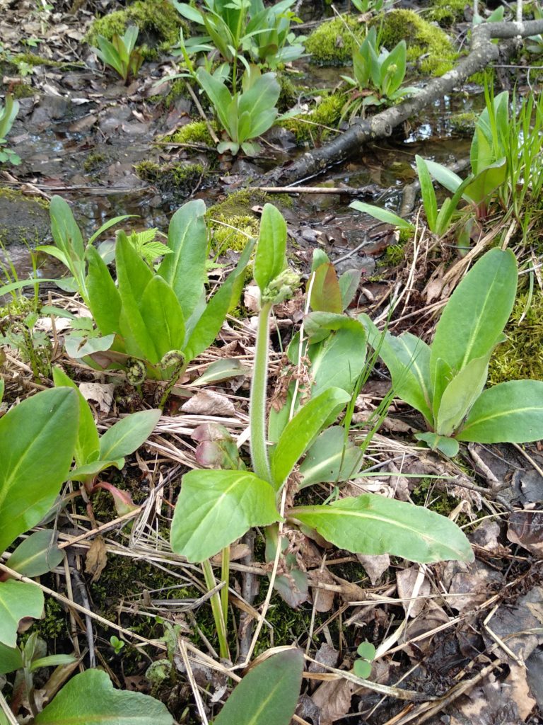 Swamp Saxifrage plant