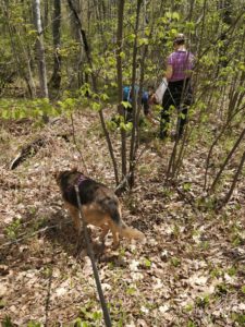 Foraging in the woods