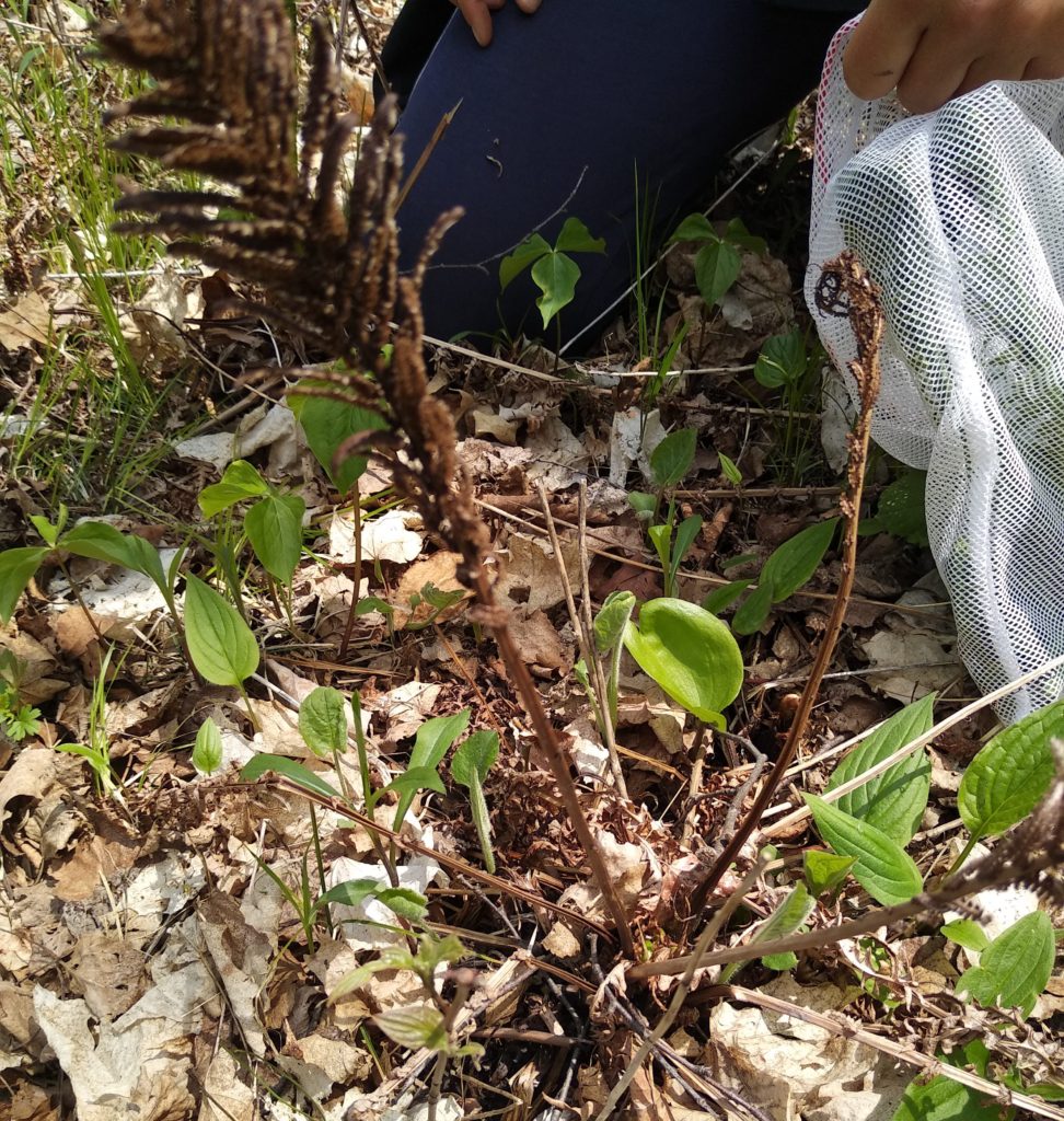 Ostrich fiddlehead fern spore