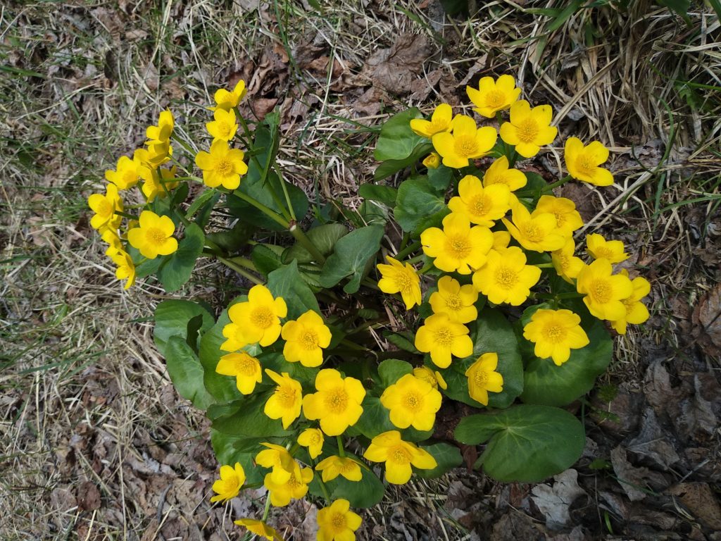 Yellow Marsh Marigolds