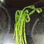 Ostrich Fiddlehead Ferns