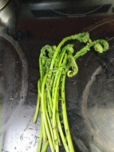 Ostrich Fiddlehead Ferns