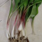 Ramps, aka wild leeks