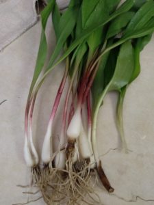 Ramps, aka wild leeks