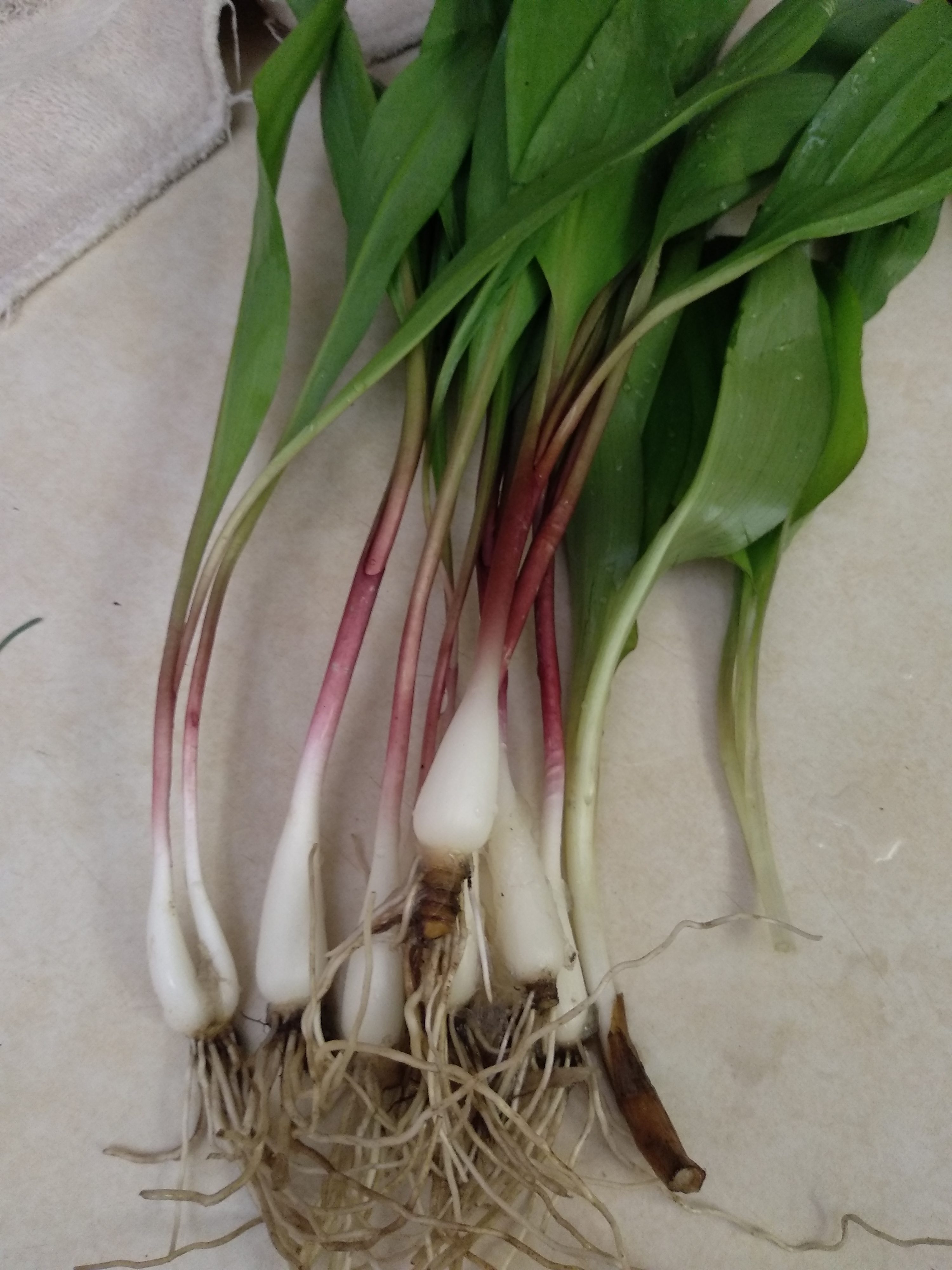 Ramps – Kate Bitters