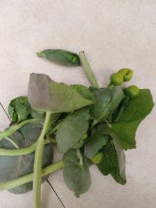 Harvested Marsh marigolds