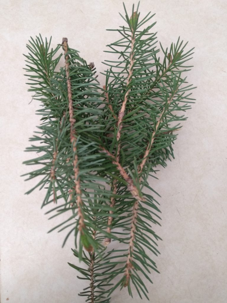 Tip of spruce branch