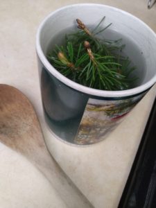 Spruce tip tea