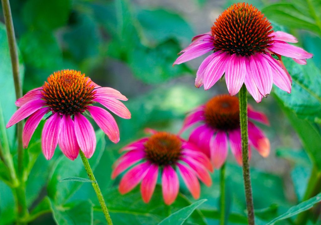 echinacea flowers