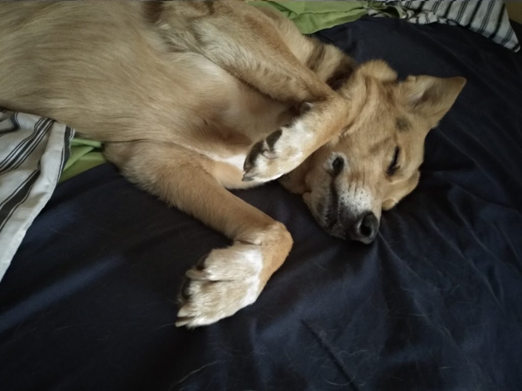 Dobby the dog napping