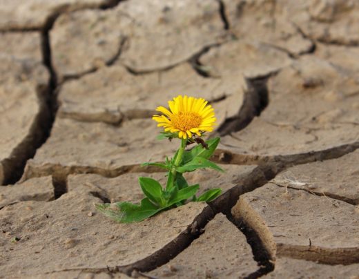 dandelion growing in desert