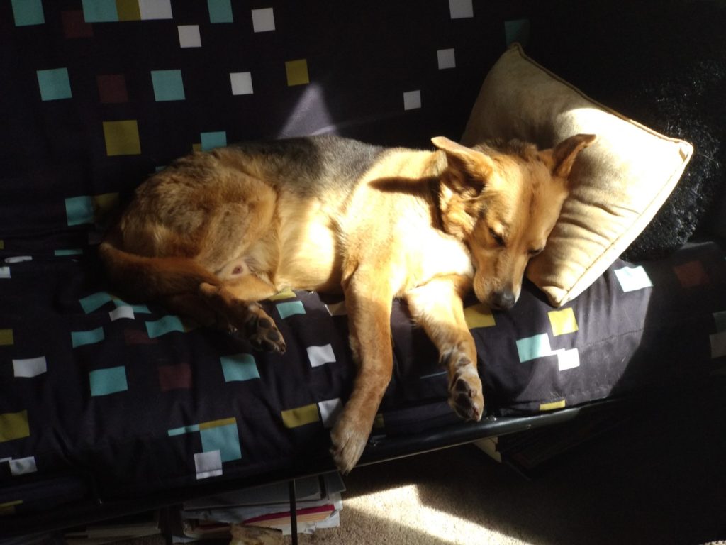 Dobby dog napping on futon
