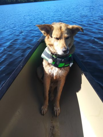 Dobby dog in a canoe