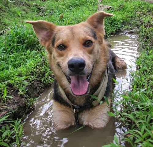 Dobby the dog in Panama